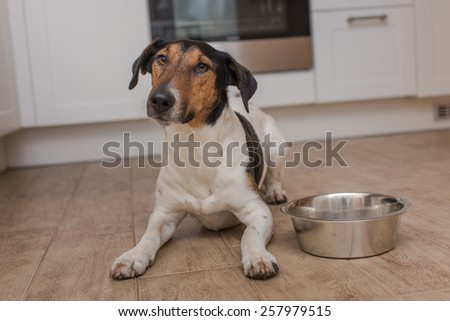 dog bowl hungry meal eating