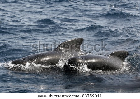 Pilot whales at the coast of Cadiz, Spain. Globicephala melas