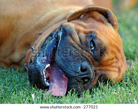  Shots on Shot Of My Boxer Dog  Stock Photo 277021   Shutterstock