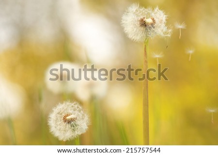 Dandelion field - dandelion seeds flying away.