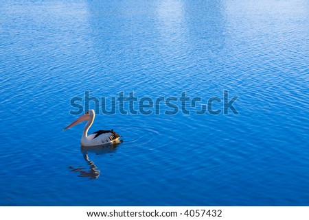 A lone pelican swims in sparkling blue water
