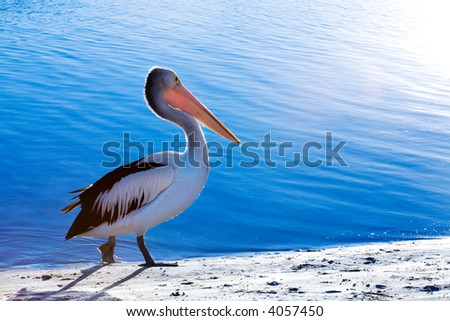 A pelican walks along the beach next to sparkling blue water
