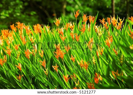 Beautiful vivid orange flowers - Birds of paradise