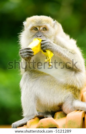 Pictures Of Monkeys Eating Bananas. of roof eating a anana