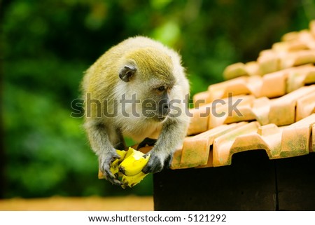 Monkey sits on top of roof eating a banana