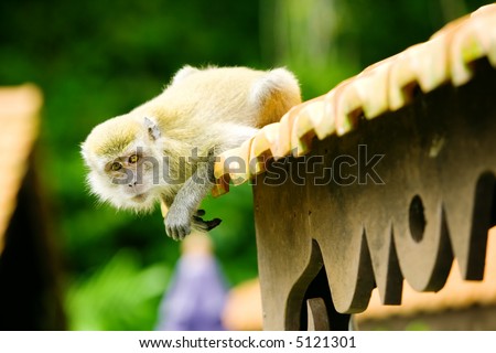 Monkey sits on top of roof looking straight at camera
