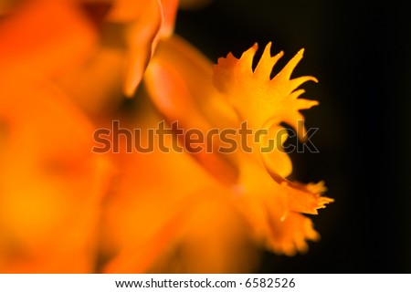 Abstract background - part of a flower