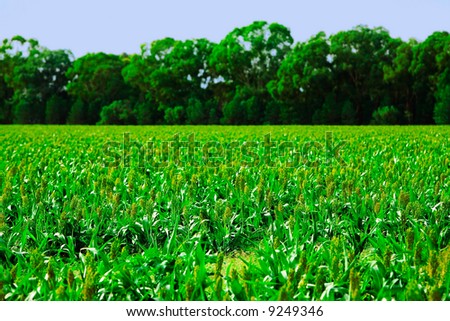 Field of crops under a blue sky