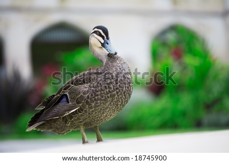 Duck sitting on edge of pond with green foliage in background