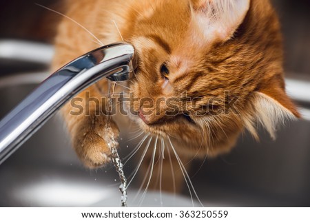 Funny Ginger Cat drinking water from kitchen tap