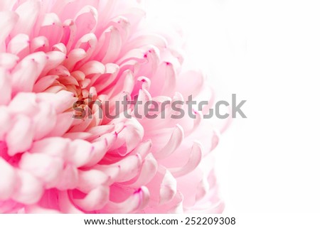 Pink chrysanthemum flower isolated on white background