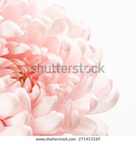 Beautiful pink chrysanthemum flower isolated on white background