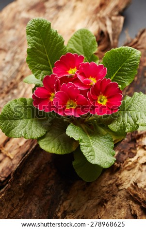 Beautiful red flowers on wooden background