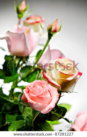 Bouquet of natural roses on gray background