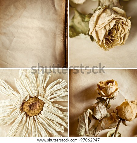Dry flowers. Collage