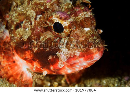 Scorpion fish (Scorpaena notata) in Sesimbra, Portugal