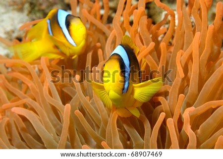Two-band anemone-fish (Amphiprion bicinctus) in Small Crack, Sham El Sheikh, Red Sea, Egypt.