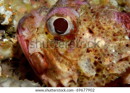 Detail of the head of a scorpion fish (Scorpaena notata) in Sesimbra, Portugal.