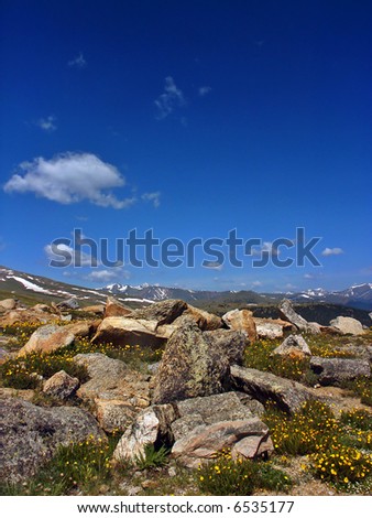 Colorado Mountain Tundra and Wildflowers