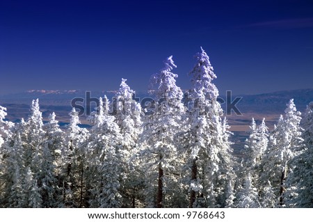 The view from atop the Sandia Mountains outside of Albuquerque as winter remains with the snow covered Pine Trees