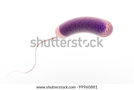 Bacteria White Background