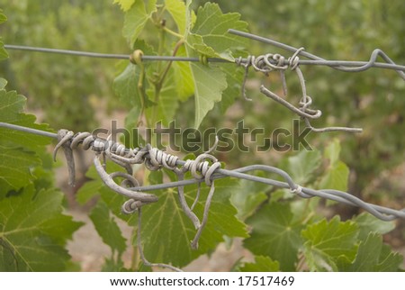 California Vineyard During the Harvest