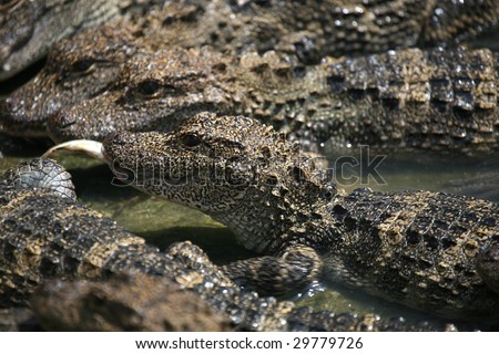 Chinese Alligator (also called the Yangtze Alligator) , an endangered animal.