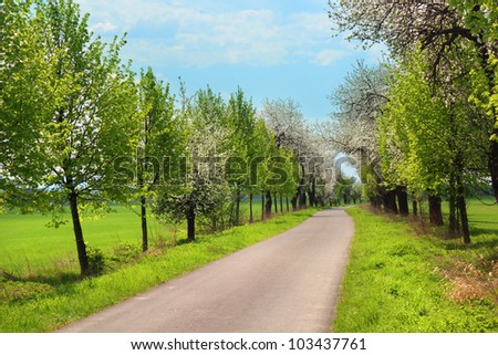 Route through the alley of blooming trees in the spring season