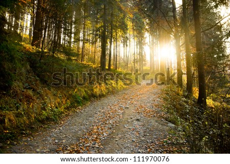Beautiful autumn forest mountain path at sunset