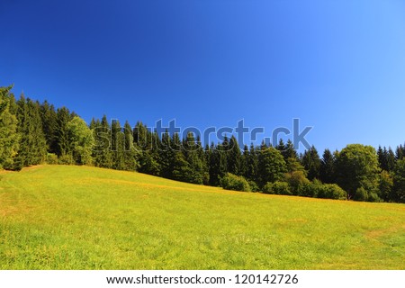 Field and trees with perfect clear blue sky