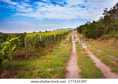 Vineyard with long lines in the central Europe
