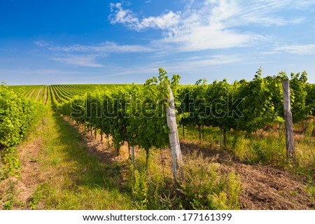 Vineyard With Long Lines In The Central Europe