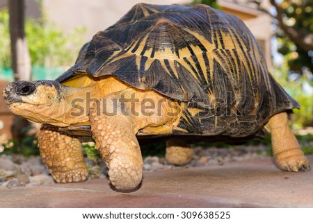 In the picture we see a great radiata tortoise walking on a stone floor