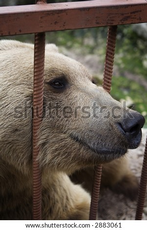 Bear looking through the bars of his cage