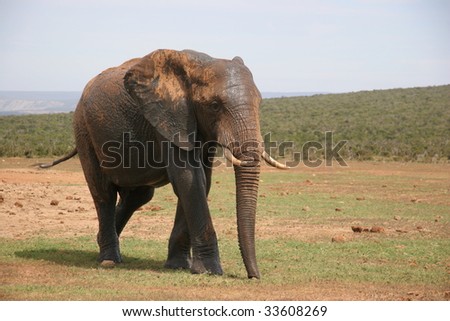 Elephant on the run
