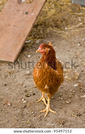 Chicken near hen house