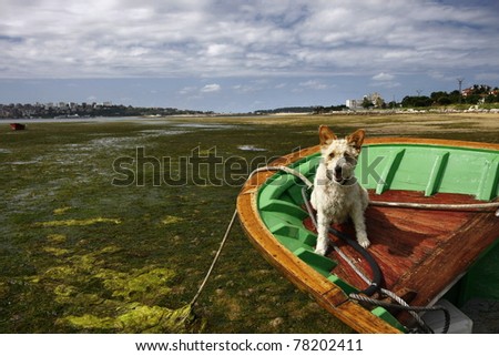 Cute dog in a boat