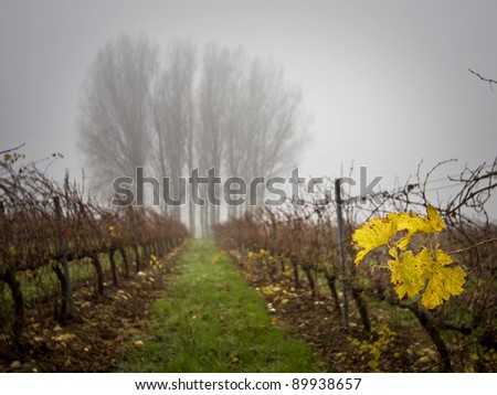 Vine and fig leaf with fog