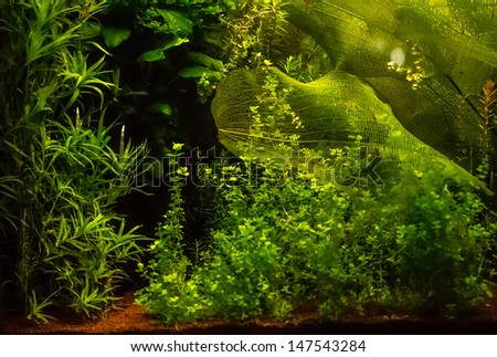 Background of the green aquarium seaweed underwater