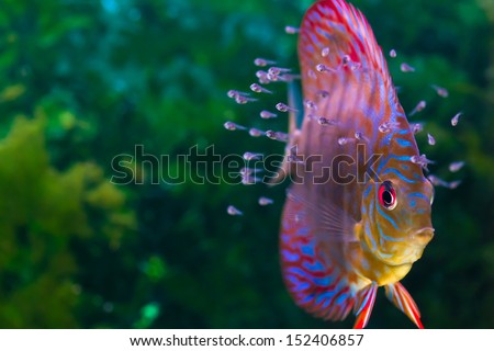 Baby discus fish swimming in freshwater. Discus fishes are native to the Amazon River.