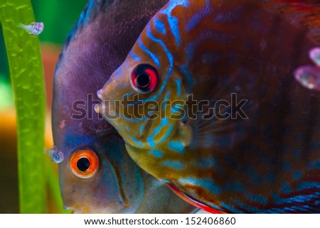 Male and female discus fish with baby fish