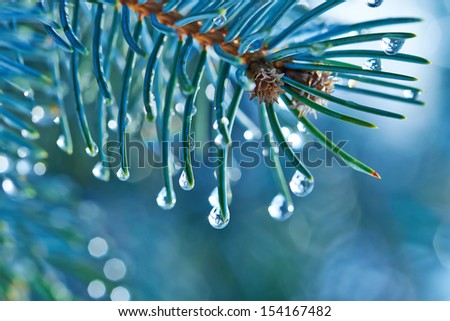 Blue Spruce With Drops Of Water, Macro