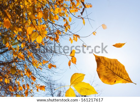 Autumn leaves falling down. Close-up photo with focus on leaf.