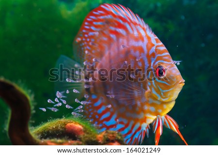 Baby discus fish swimming in freshwater. Discus fishes are native to the Amazon River.