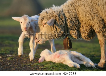 New born two little lambs with their mother.