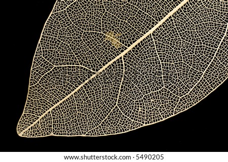 A decorative skeleton leaf on black background