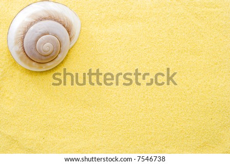 seashell isolated on gold sand