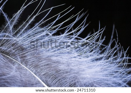 Close-up of a blue feather on a black background