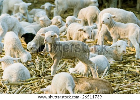 cute little lambs at farm