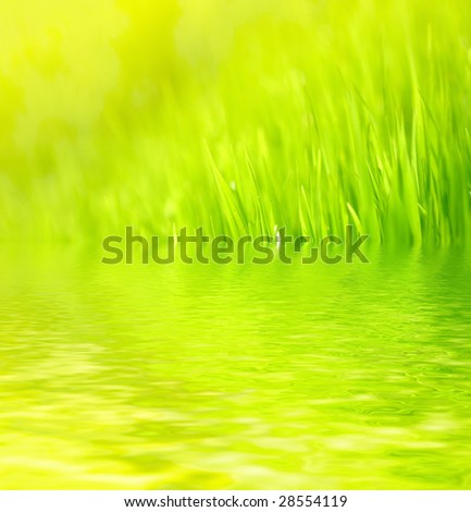 green summer grass in sunny day reflected in water